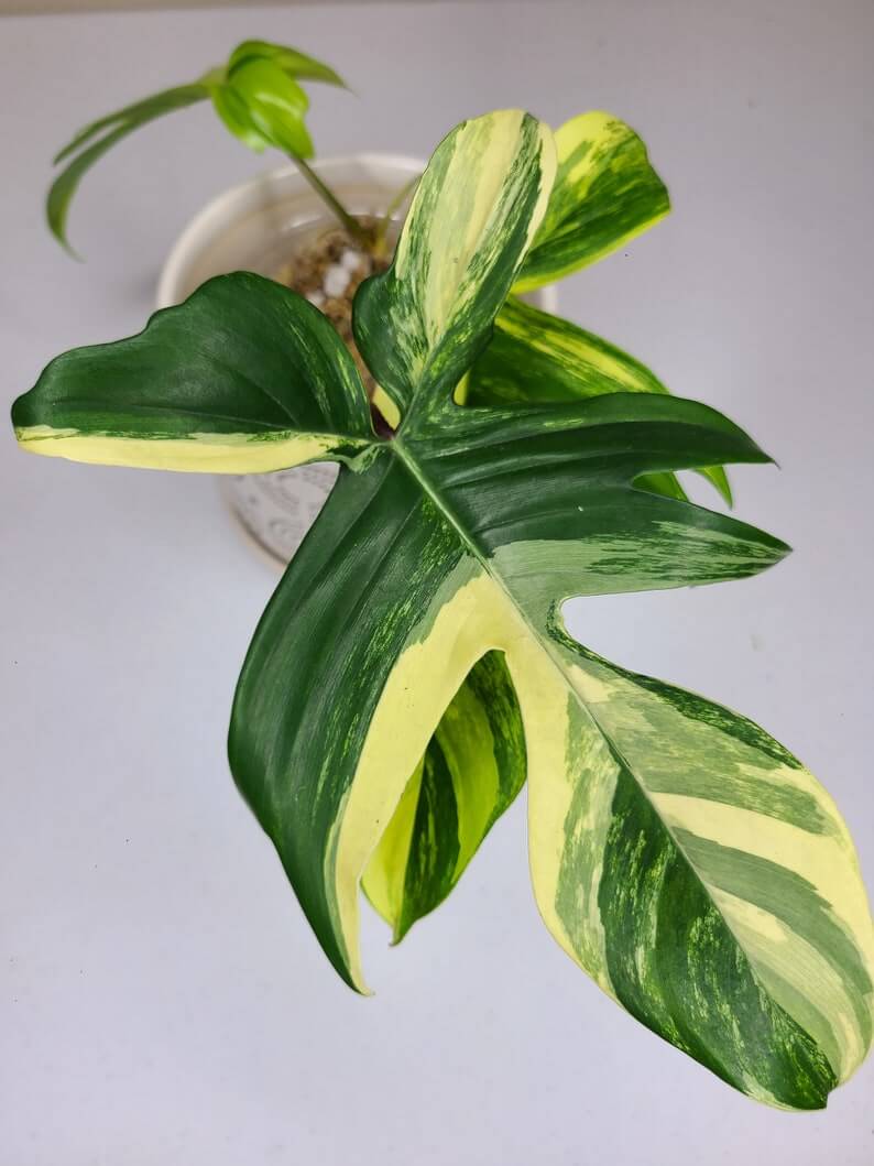 Philodendron Florida Beauty A Complete Guide for Beginners Plants